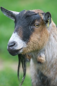 A head shot of a lovely pygmy goat that are in the petting pens