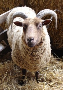 A Manx Loaghton ewe waiting to lamb