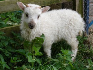 A very cute Boreray lamb