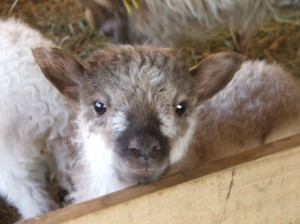 A North Ronaldsay lamb in spring time