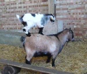 A naughty goat kid using its Mum as a climbing frame!