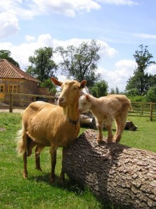 A Golden Guernsey nanny goat with her kid on the log in the petting pen