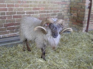 A beautiful example of a Boreray Ram - what fantastic horns!