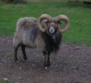 A North Ronaldsay Ram with beautiful curly horns