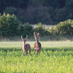 2 deer in the field during the annual Deer walk with Nigel the gamekeeper