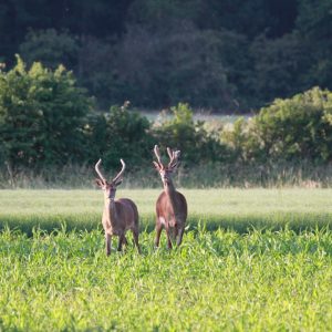2 deer in the field during the annual Deer walk with Nigel the gamekeeper