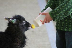 A boy bottle feeding the lambs in spring
