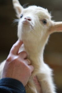 A beautiful goat kid being tickled under the chin