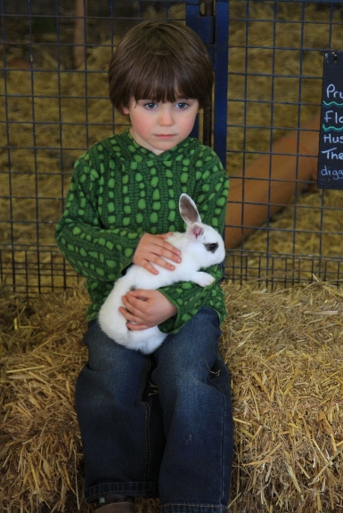 A little boy stroking a tame rabbit in the petting pens