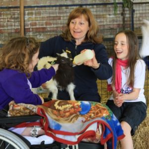 A little girl in a wheelchair feeding a goat kid