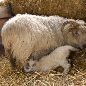 A ewe feeding a lamb in spring time