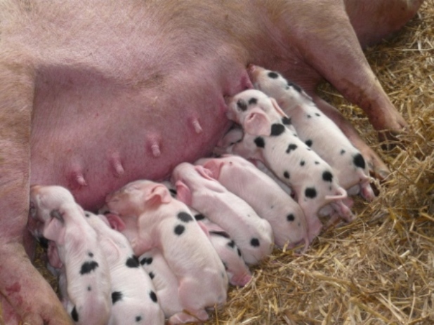 A sow with lots of hungry spotty piglets feeding