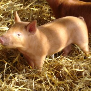 A lovely tamworth orange piglet in the straw