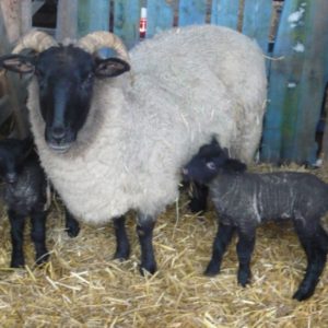 A ewe with twin lambs born in spring