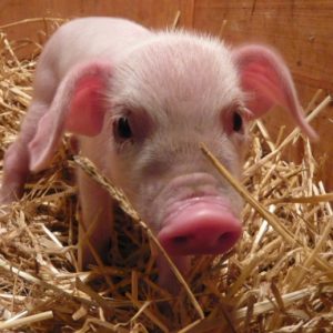 The cutest British Lop piglet and his gorgeous snout routing in the straw