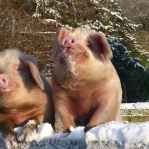 Our beautiful Gloucester Old spot pigs looking over the wall for food in the winter