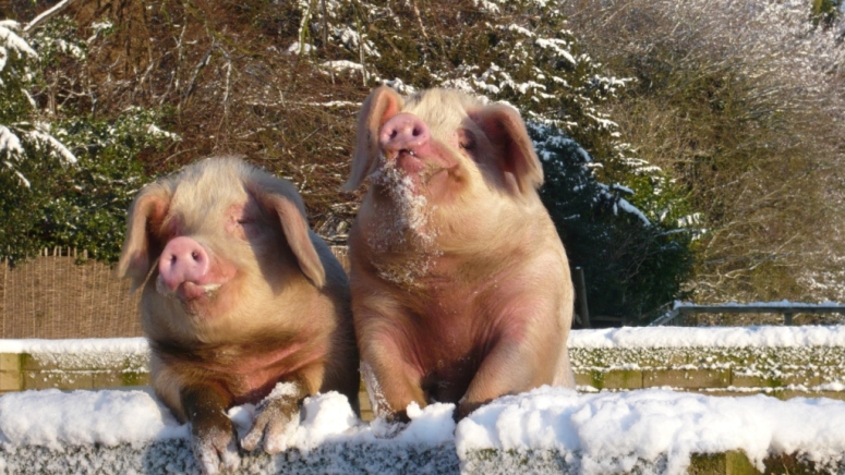 Our beautiful Gloucester Old spot pigs looking over the wall for food in the winter