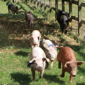 Pig racing on a lovely summers day - they are fast