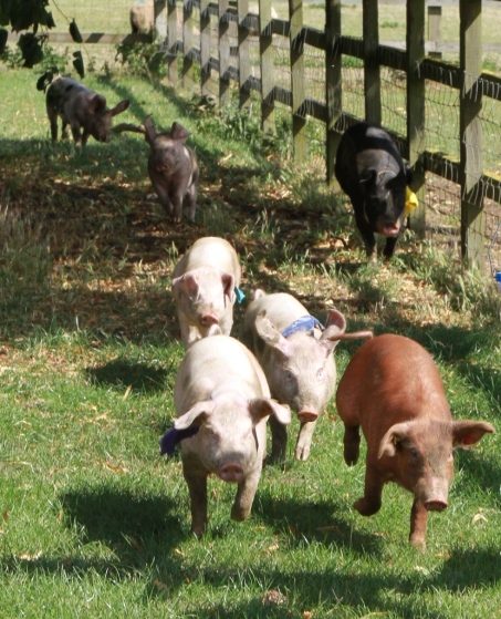 Pig racing on a lovely summers day - they are fast