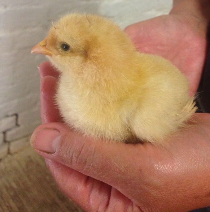 A fluffly yellow buff orpington chick in a pair of hands