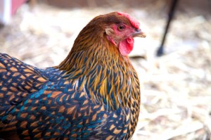A lovely picture of a Wyandotte chicken with lovely markings