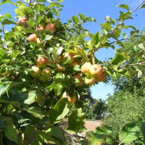 The beautiful apples in the walled garden