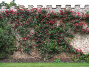 The walls covered in glorious red roses are at their best in June