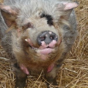 Bilbo our fantastic Kune Kune boar - he even sits for his meals!
