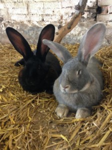 Lambert the giant grey rabbit and Blackberry the black giant rabbit are best of friends