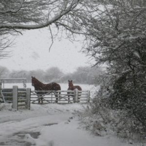 OUr Suffolk Punch Horses on a very snowy day