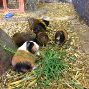 A host of guinea pigs eating their favourite food - grass