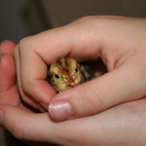 A young quail chick being held