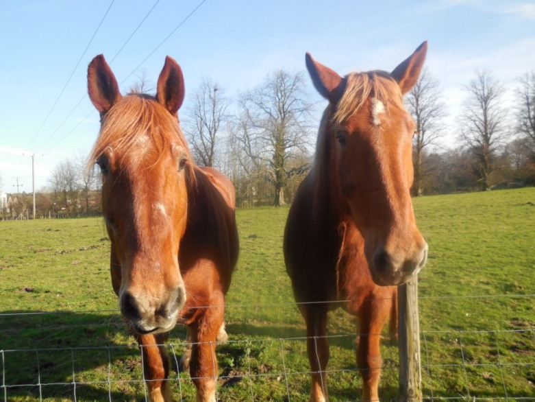 Bernard and Belle our beautiful Suffolk Punches enjoying the sunshine