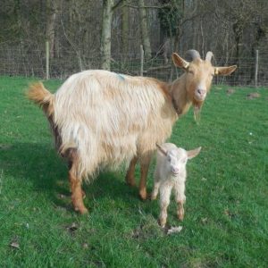 A Golden Guernsey nanny goat with her new born kid