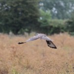A Buzzard swooping over the fields