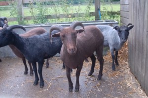 group fof Manx Loaghton sheep after shearing