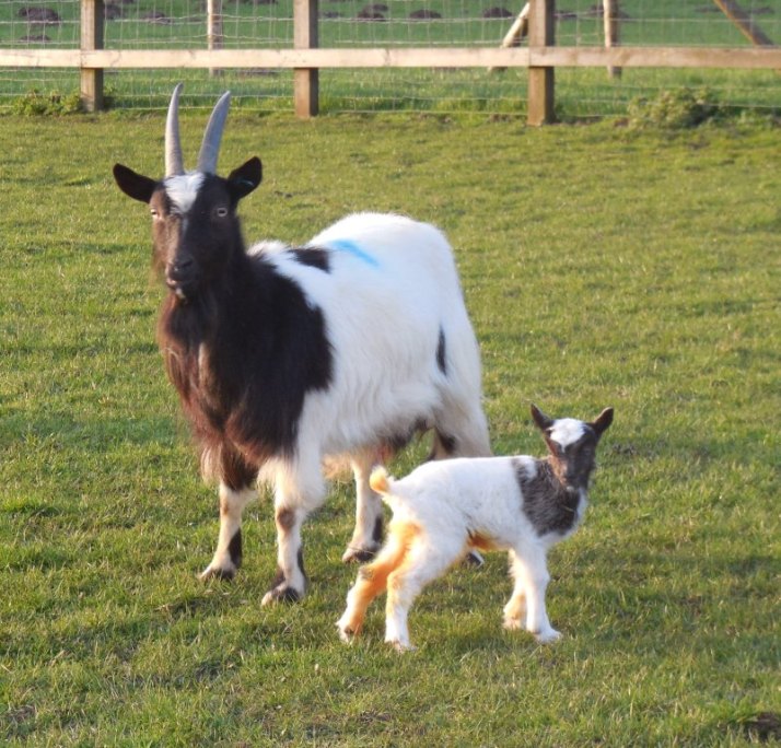 A nanny bagot goat with her new born kid