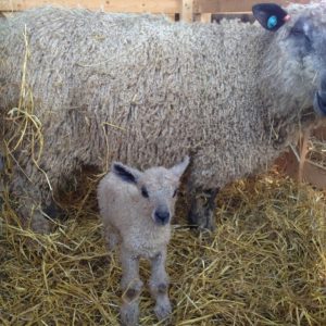 A Wensleydale ewe with a new born lamb