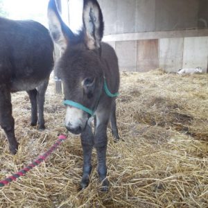 A donkey foal called Rolo