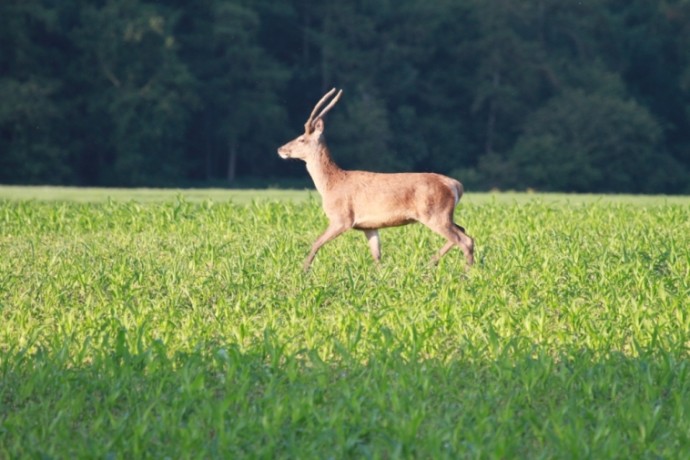 A red deer in the wheat
