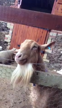 Loretta the Goat has an Itchy Chin