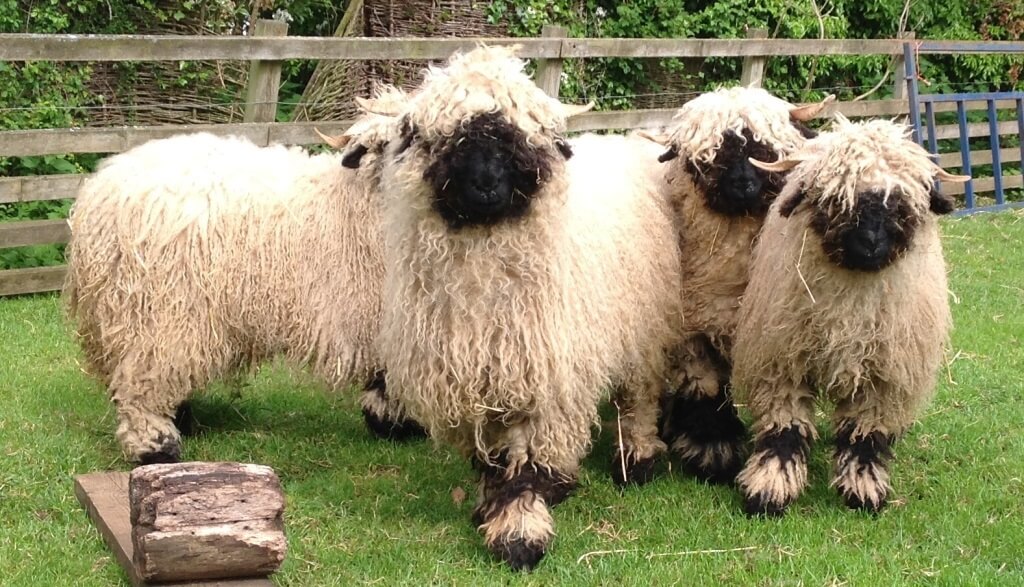 Swiss Valais Black nosed sheep