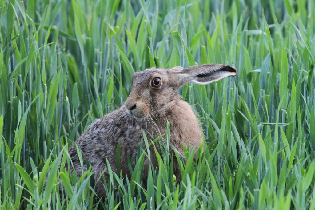 Nature Walks - Hare